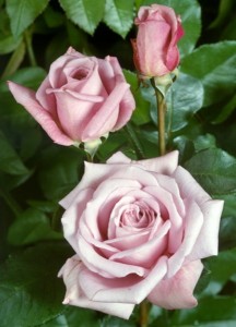 TWICE IN A BLUE MOON (hybrid tea)